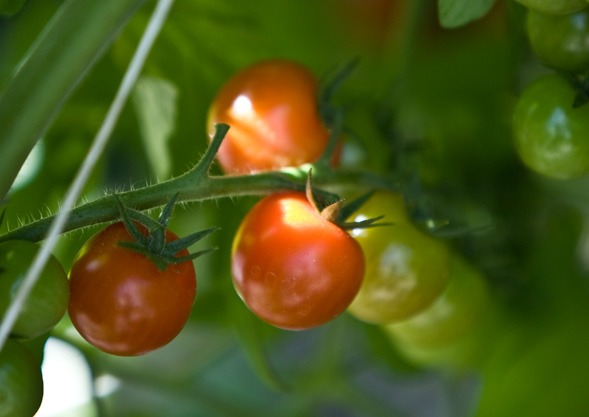 Tomaten von Hoch-Reinhard