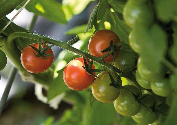 Tomaten von Hoch-Reinhard