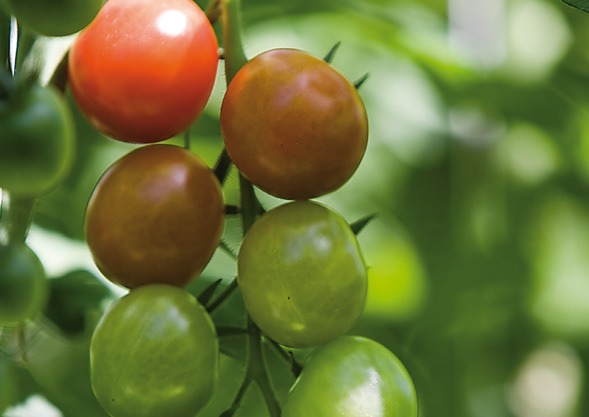 Tomaten von Hoch-Reinhard