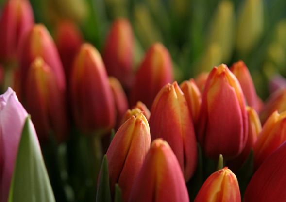 Tulpen von Hoch-Reinhard