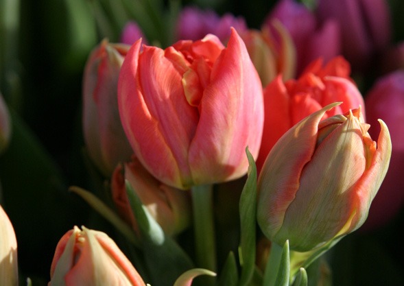 Tulpen von Hoch-Reinhard
