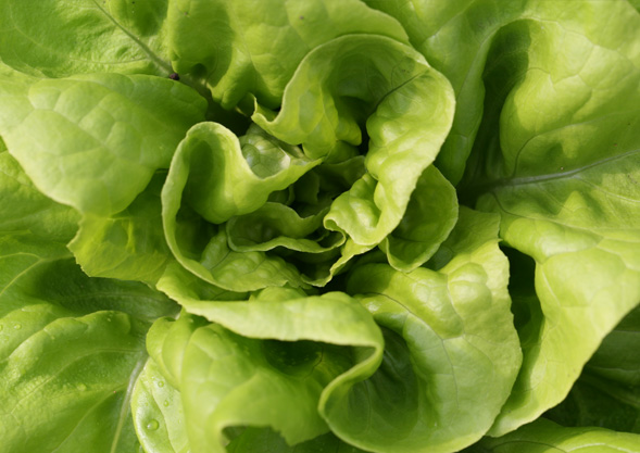 Wintersalate Gärtnerei Hoch Reinhard
